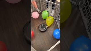 I Challenged My Girlfriend To Roomba Balloon Roulette 😡 [upl. by Borg780]