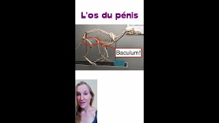 Quels animaux ont un os du pénis baculum [upl. by Ained]