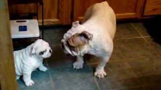 Bulldog Mom and baby playing [upl. by Fogel]