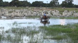 Filme  PANTANAL [upl. by Biggs]