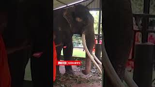 කාටවත් දැන් මතක නැති එයා  Muthu raja elephant  youtubeshorts shorts shortsviral [upl. by Maighdlin]