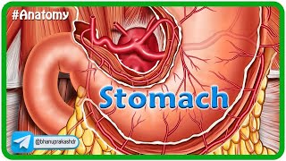 Anatomy of Stomach Animation Blood supply Venous drainage Nerve supply  Histology amp Development [upl. by Munro]