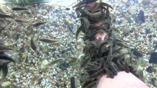 Fish pedicure at the Singapore flyer [upl. by Matthia]