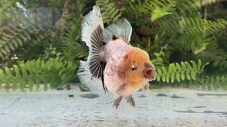 14992 tricolor Rosetail Oranda [upl. by Monk]