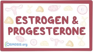 Estrogen amp progesterone [upl. by Leonid]