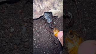 Feeding my Vinegaroon arachnidinsectsbugvinegaroonarthropodsspidertarantulaanimalsfyp [upl. by Ennairrac]