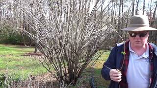 Elderberry Tree Pruning  Dewalt tree trimmer Controlling your elderberry maximize production [upl. by Rafaelof]