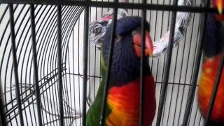 Rango amp Skittles  Rainbow Lorikeet quotTalk 2 mequot [upl. by Matthiew]