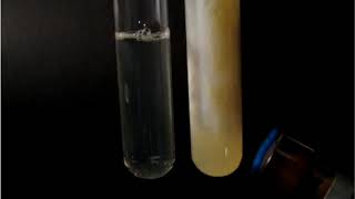 Xanthoproteic reaction  with subtitles [upl. by Flossi]