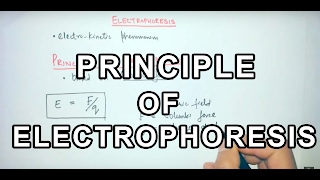 Principle of Electrophoresis [upl. by Eisso]