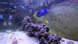 Relaxing Saltwater Reef Aquarium Alastrea Post Water Change Feeding [upl. by Nnail]