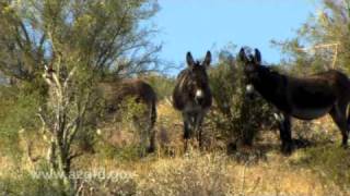 Wild Burros of Arizonamov [upl. by Hacker]