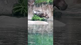 Hippo time 🦛 wdw animalkingdom hippopotamus hippoanimallover floridadisneyfans [upl. by Airamana]