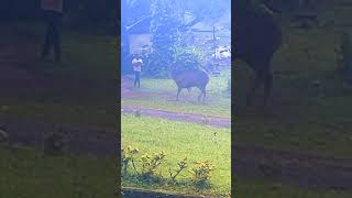 Feeding jackfruit to wild deer in mountain terrain resort valparai [upl. by Dunson]