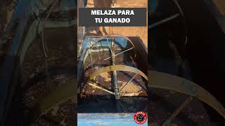 La mejor forma de darle melaza al ganado ganado melaza rancho finca [upl. by Romeu]