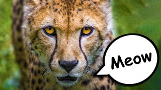 What sound does a CHEETAH make  Safari Animals [upl. by Atnima]