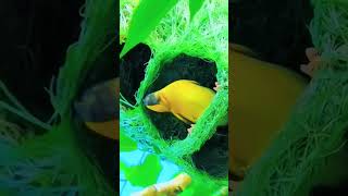 Bird ready her nest shorts shortvideo birds birdsnest viralvideo trending trendingshorts [upl. by Jahn]