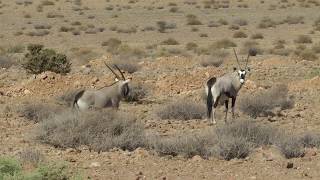 Oryx Namibia [upl. by Nimzay]