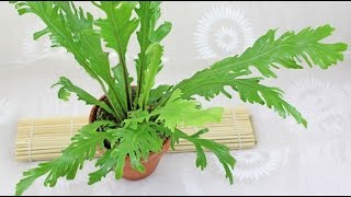 Asplenium nidus  Nestfarn BirdsNest Fern [upl. by Airom227]