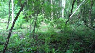 Trestle Remains at Bowyer Hollow in Whitby WV [upl. by Phil]