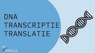 Van DNA naar eiwit transcriptie en translatie [upl. by Etnoved]