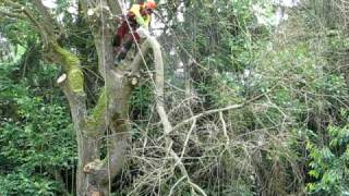 Démontage dun Saule pleureur Salix babilonica par la société AB treeworkers 4 [upl. by Gabbey]