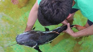 CATCHING Multiple GIANT EXOTIC CATFISH IN SECTET POND [upl. by Guillaume]