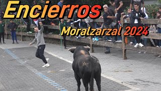 Encierro Moralzarzal sábado 21 de Septiembre 2024 desde la calle [upl. by Adivad]