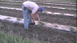 Watermelon Farming ByMichael Mirabella [upl. by Cindee166]