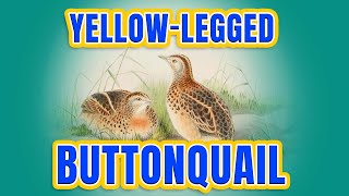 Yellow Legged Buttonquail  Rare Yellow legged button quail bird  UPSC [upl. by Erinn]