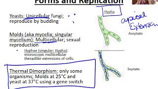 Introduction to Fungi [upl. by Nipahc]