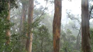 Mount Frankland Walk amongst the Karri Trees [upl. by Lachman]