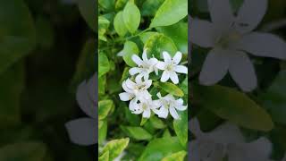 Murraya paniculata with flowers🌱🌸 commonly known as orange jasmine murraya plants [upl. by Scarlet27]