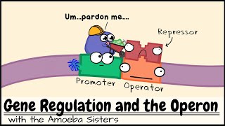 Gene Regulation and the Order of the Operon [upl. by Brote320]