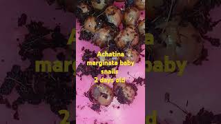 2 days old Achatina marginata land snails [upl. by Shaper]