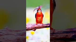 The way a fishbilled bird hunts and eats fish🐠 birds animals animal nature viralvideo oology [upl. by Aitercul]