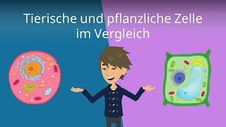 Tier und Pflanzenzellen im Vergleich  Biologie  Zellbiologie [upl. by Uzzi]