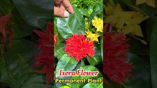 छोटे से पौधे में दिल खुश करदेंगे इसके फूल  Ixora Flower in Small Plant  Easy to grow Flowers [upl. by Lilian]