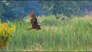 Marsh Harrier  Busard des Roseaux  Rohrweihe  Bruine Kiekendief  Circus Aeruginosus [upl. by Ethban]