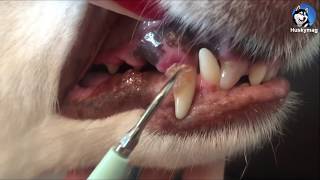 DIY Dog Teeth Plaque Removal [upl. by Ydurt]