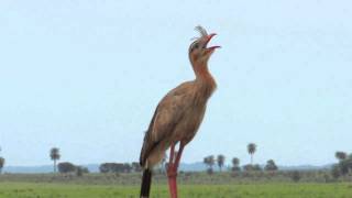 O Canto da Seriema Cariama cristata [upl. by Slein]