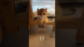 FUNNY CAT 😹😹😹 Episode 36 shorts funnycats randomcat funnyanimals [upl. by Minetta]