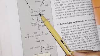 Ketogeneis and ketolysis  lipid metabolism  biochemistry [upl. by Velvet965]