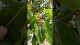 மகிழம் மரம்  Spanish Cherry Mimusops elengi nature trees special plants fruit village life [upl. by Esserac]