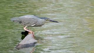 Striated Heron Bird [upl. by Ayal86]