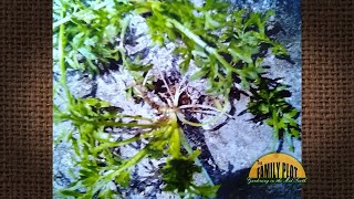 QampA – What is this weed and how do you kill it  Burweed [upl. by Llednahc]