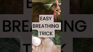 How to Calm your Chicken with an Easy Breathing Trick [upl. by Ynetruoc]