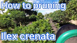 Ilex Crenata how to pruning Beautiful bonsai style [upl. by Merrill388]