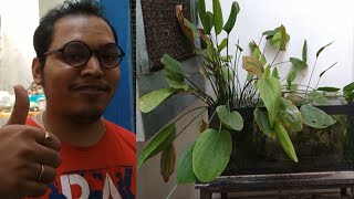 Amazon wild aquarium at 20rs only amazon plant low tech low budget planted tank [upl. by Tunk638]