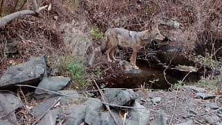 coyotes canis latrans en explorando el cubilete cristo rey silao gto [upl. by Aitnecserc]